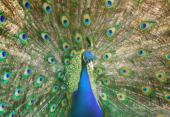 Fototapeta premium A peacock with an open tail. Oriental ornamental bird with bright blue and green half-turn feathers