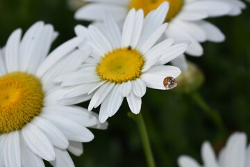 White daisies close-up and for backgrounds. Many beautiful flowers with yellow center, white petals and lushous green stems and leaves.
