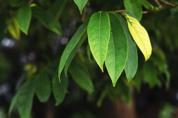 Fototapeta na wymiar Beautiful green leafy branches natural leaf background
