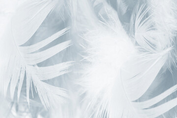Beautiful white baby blue colors tone feather pattern texture cool background for decorative design...
