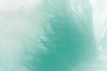 Fototapeta na wymiar Beautiful feather color light green pastel pattern texture background