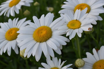 White daisies close-up and for backgrounds. Many beautiful flowers with yellow center, white petals and lushous green stems and leaves.