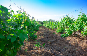 Fototapeta na wymiar vineyard in the field. grapes harvesting for wine