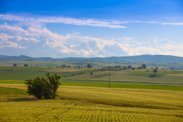 field in the summer scene. clouds and green vegetation, Romania