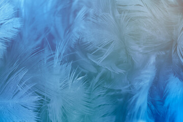 Fototapeta na wymiar Dark blue green feather texture pattern background with lighting