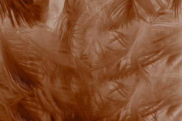 Beautiful brown feather texture pattern background