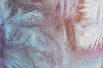 Beautiful colorful violet blue feather texture background, pastel trends mix color