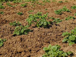 BUSHES OF GROWING POTATOES. GROWING GARDEN VEGETABLES