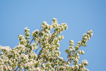 Apple tree branches with white flowers on a background of blue clear sky.