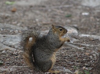 Naklejka na ściany i meble squirrel with nut