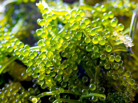 Close up sea grapes seaweed (Caulerpa  Lentillifera). Sea grapes (green caviar) background.