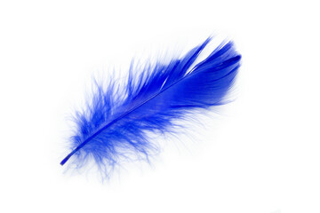 Beautiful datk blue feather isolated on white background