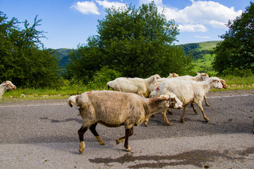 Domestic farm animals on the highway and road, flock