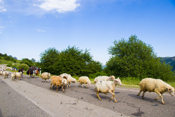 Domestic farm animals on the highway and road, flock