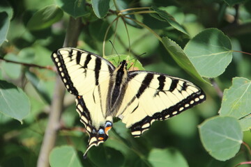 Eastern Tiger Swallowtail, Pylypow Wetlands, Edmonton, Alberta