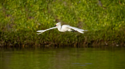 Flying Egret