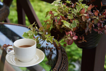 Potted coffee and vines on the bright terrace of the cafe