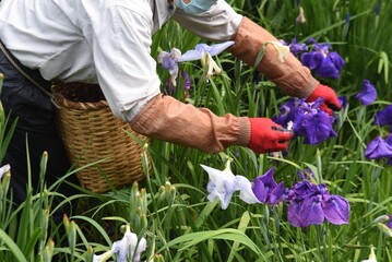 Japanese iris deadheading work scene at iris garden.