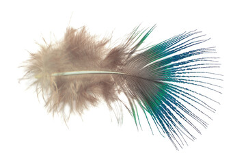 Beautiful green peacock feather isolated on white background