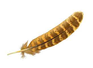 Beautiful eagle feather isolated on white background