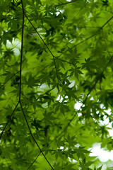 green leaves in the forest