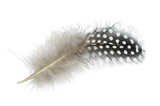 Beautiful Guineafowl feather isolated on white background