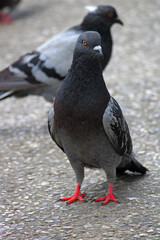 paloma de Chiapas en el centro de la ciudad de Tuxtla Gutiérrez 