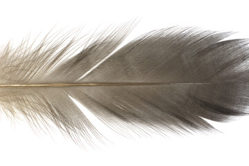 Beautiful feather isolated on white background