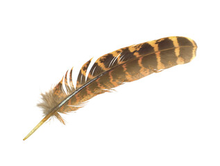 Beautiful eagle feather isolated on white background