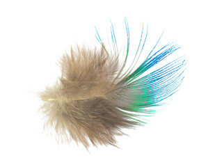 Beautiful green peacock feather isolated on white background