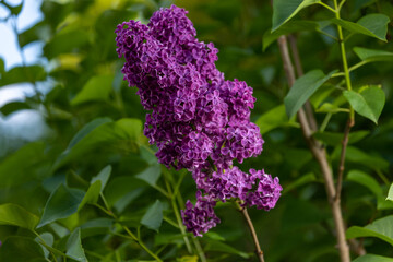 Lilac bush with purple flower.