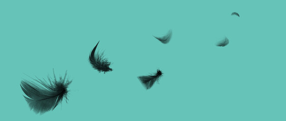Fototapeta na wymiar Beautiful collection black feathers floating in air isolated on green background