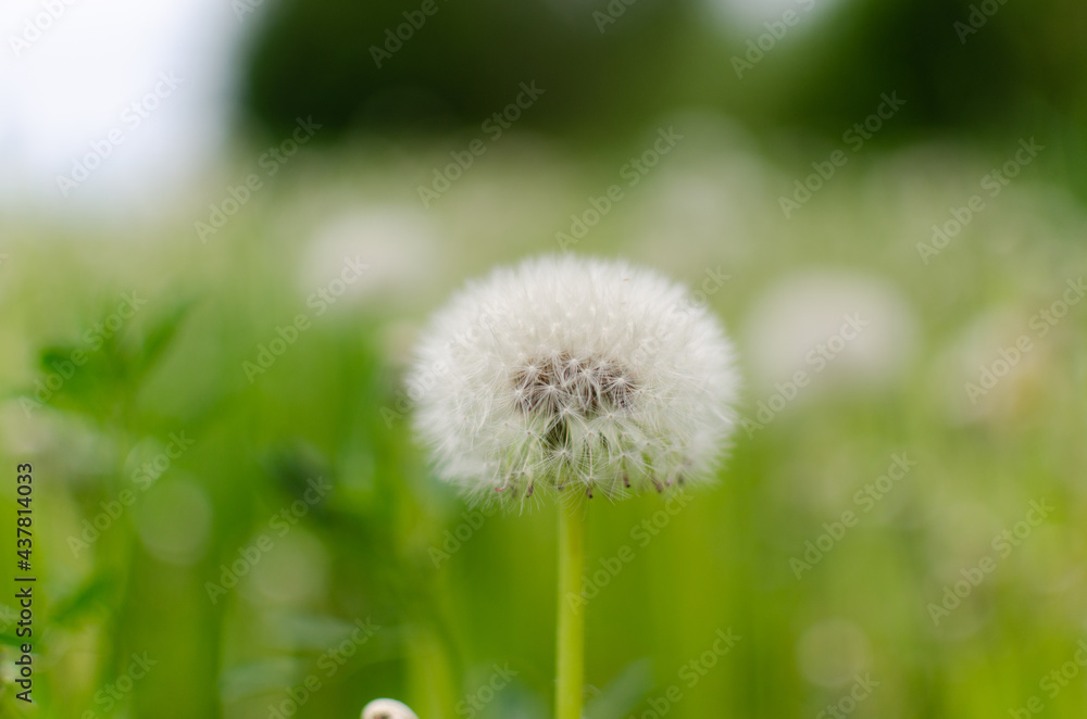 Canvas Prints dandelions in the meadow, grass in summer