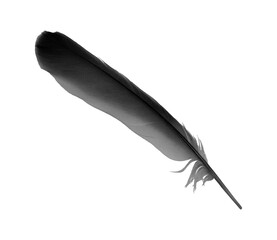 black feather on white background
