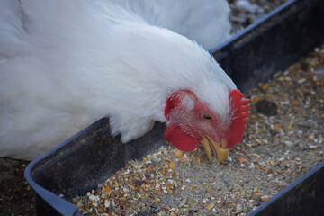 Small chicken coop and fenced area for chickens. Nature