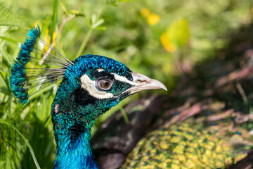 Pfau versteck