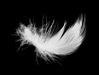 white feather on black background