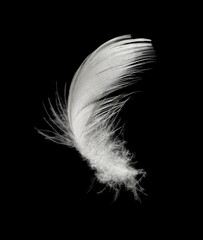 white feather on black background
