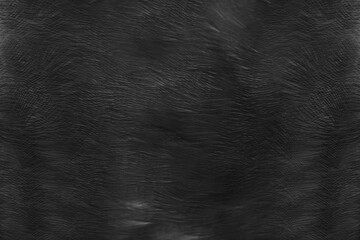 Beautiful dark black feather pattern  texture background