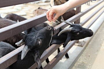한국의안성팜랜드의염소입니다