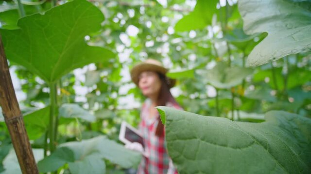 Slow-motion scene of a long-haired Asian female farmer wearing a hat and gloves, holding tablet, walk for caring melon in greenhouses.