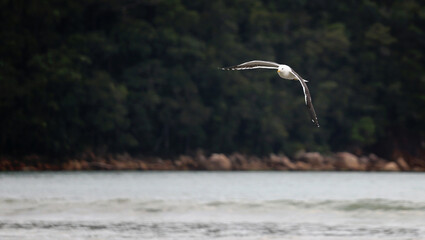 Gaivota