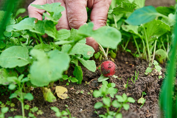 Woman hands hold fresh radish. Farmer picking harvest in garden. Organic vegetables. Helthy natural food