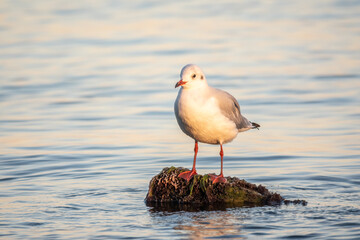 Seagull sits on stone cliff at the sea shore