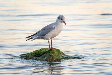 Seagull sits on stone cliff at the sea shore