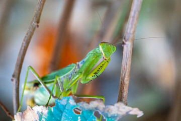 Praying mantis close-up macro sitting on a leaf looking at the camera, showing spiked arms, eyes and antenna