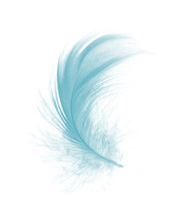 feather color turquoise emerald green on white background