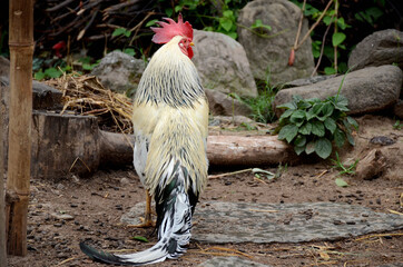 closeup white brown cock stand outdoor over out of focus green brown background.