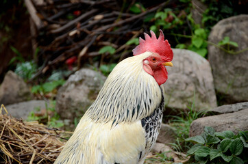 closeup white brown cock stand outdoor over out of focus green brown background.