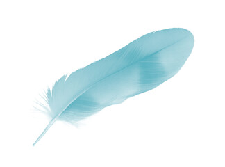 Obraz premium Beautiful feather color green turquoise isolated on white background